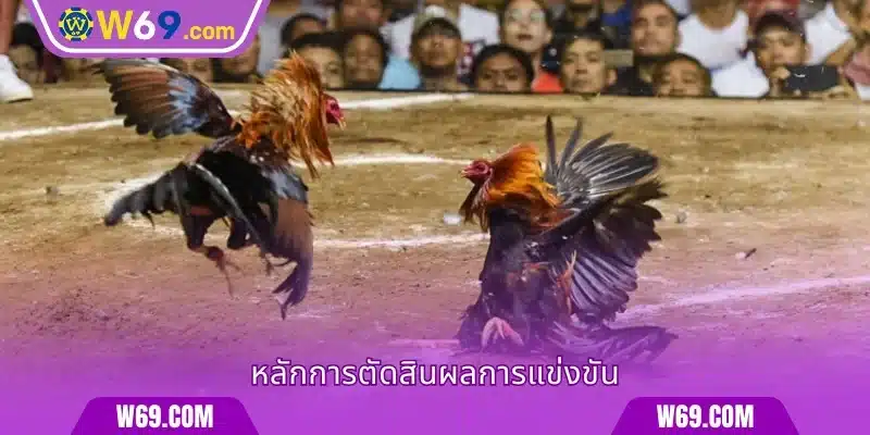 ศึกไก่ชน Thomo – การต่อสู้สุดดุเดือดและกติกาการตัดสินผลการแข่งขันอย่างยุติธรรม